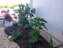 Native Landscaping 8